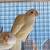 Love birds 15 thumbnail