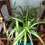 20+ PLANT SALE UNTIL GONE 7AM-7PM ALL MUST GO! 9 thumbnail