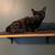 Cats 7 thumbnail