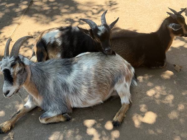 Nigerian dwarf goats (Bowie)585451618488832001