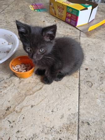 Black male kitten for loving jome (Pgh)63882278942593120