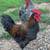 Olive Egger, Sapphire Gem & Barred Rock Roosters 1 thumbnail