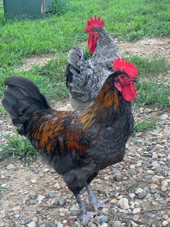 Olive Egger, Sapphire Gem & Barred Rock Roosters 1