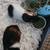 Guinea pigs 2 thumbnail