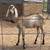 ADGA dairy goats and more 7 thumbnail