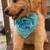 Goldendoodle Puppy 3 thumbnail