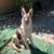 german shepherd 1 thumbnail