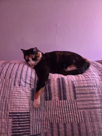 GATO TORTUGA PERDIDO: ABIYA (rockville)63780544382467123