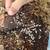 Panda king/red panda king isopods 3 thumbnail