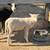Ram Lamb Sheep 1 thumbnail