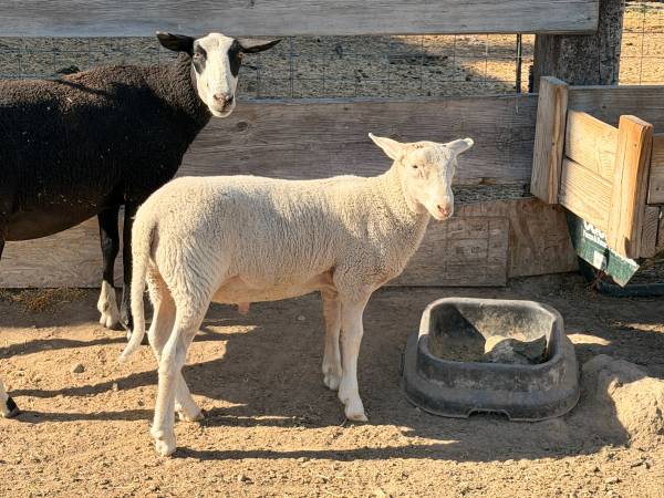 Ram Lamb Sheep 1