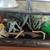 Banana ball python 4 thumbnail