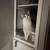 Cat, needs rehome 2 thumbnail