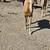 Gorgeous palomino yearling mustang filly!!! 9 thumbnail