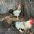 Hens/roosters for sale 10 thumbnail