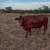 Bred Beefmaster heifer 1 thumbnail