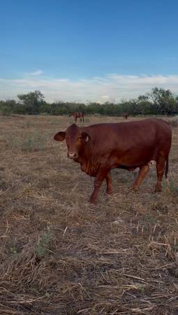 Bred Beefmaster heifer 1