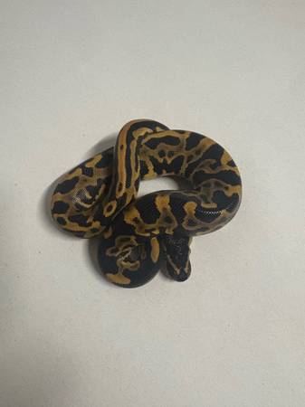 Leopard YB / Leopard Spider YB Ball Python (Chesapeake)63882942647553122
