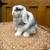 Pedigreed Holland Lops 2 thumbnail