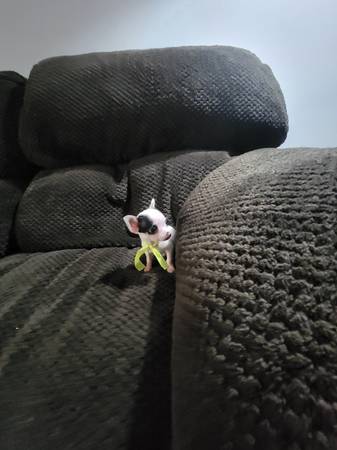 Tiny chihuahua 1