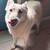 German sheperd Husky dog 2 thumbnail