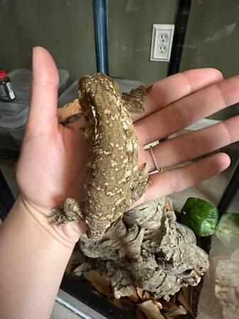 Leachianus Gecko (Widefield)