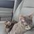 FREE KITTENS new homes needed 1 thumbnail