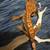 Rehome Geckos 8 thumbnail