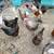 Chickens 5 thumbnail