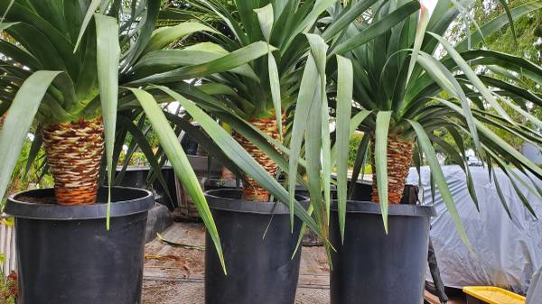 Dragon Trees (Dracena draco) 1