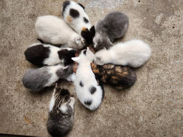 Half siamese kittens 1