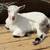 ADGA registered doeling 1 thumbnail