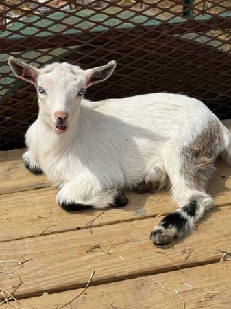 ADGA registered doeling 1
