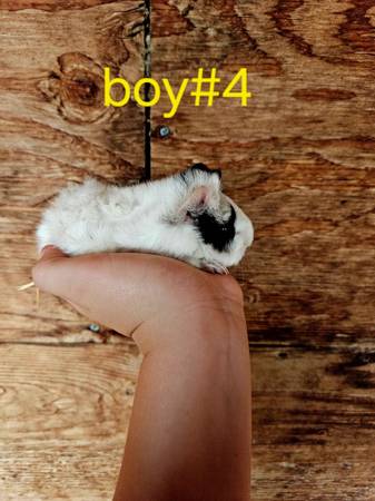 Sweet tame, baby Guinea pigs (Visalia)63873028291457124
