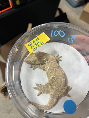 New caledonia giant gecko (Leachie gecko) (Killeen)63898901916290123