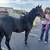 Hackney mare 16 thumbnail
