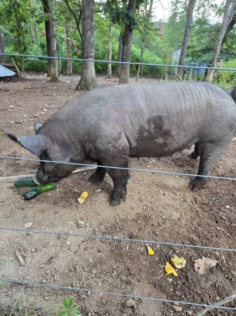 Sow 1