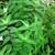 Dainty and hardy ground cover. Likes shade. Will spread. 2 thumbnail