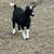 Two Nigerian dwarf does 7 thumbnail