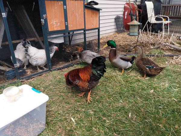 Ducks and hens 1