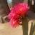 Cactus - Many Established Mature Specimens 2 thumbnail