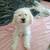 Male multipoo for forever home 5 thumbnail