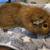 Guinea Pig Male 2 thumbnail