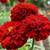 Cherry Red French Marigold Seeds 1 thumbnail