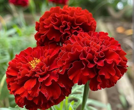 Cherry Red French Marigold Seeds 1