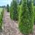 Come check out DLS garden center and farm 3 thumbnail