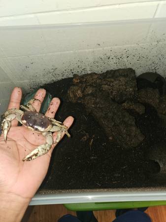 Three moon crabs with set up (Denver)63679552846977123