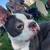 Boston Terrier’s 1 thumbnail