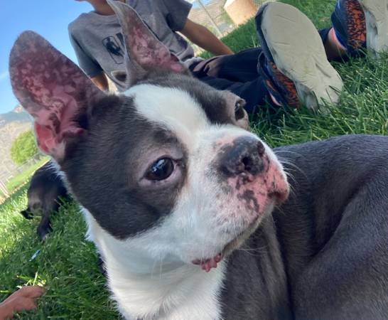 Boston Terrier’s 1