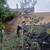 Olive tree for sale 1 thumbnail